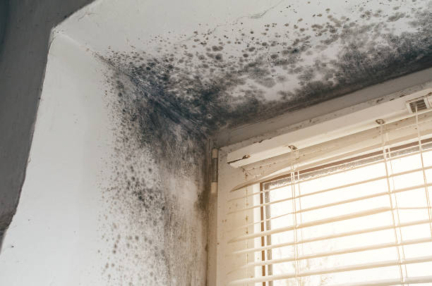 Affordable Mold Removal solutions in South Hackensack, NJ